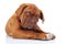 Amazed or shocked french mastiff puppy dog
