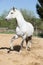 Amazign white andalusian stallion moving