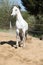 Amazign white andalusian stallion moving