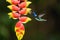 Amazilia decora, Charming Hummingbird,
