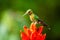 Amazilia decora, Charming Hummingbird, bird feeding sweet nectar from flower pink bloom. Hummingbird