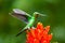 Amazilia decora, Charming Hummingbird, bird feeding sweet nectar from flower pink bloom. Hummingbird