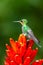 Amazilia decora, Charming Hummingbird, bird feeding sweet nectar from flower pink bloom. Hummingbird behaviour in tropic forest,