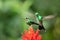 Amazilia decora, Charming Hummingbird, bird feeding sweet nectar from flower pink bloom. Hummingbird behaviour in tropic forest,