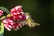 Amazilia decora, Charming Hummingbird, bird feeding sweet nectar from flower pink bloom. Hummingbird behaviour in tropic forest, n