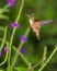 Amazilia Hummingbird