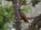 Amazilia hummingbird on a branch