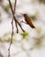Amazilia Hummingbird on twig