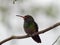 Amazilia yucatanensis ColibrÃ­