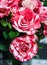 Amazing 2 flowers rose small red anda white