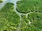 Amazing abundant mangrove forest, Aerial view of forest trees Rainforest ecosystem and healthy environment background, Texture of