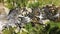 Amazing Aerial view of mountain river at Pirin Mountain, Bulgaria