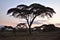 Amazing african sunset. Umbrella acacias grow in the savannah.