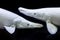 Amazing Albino Alligator Gars Silver or  Aligator Platinum fishin fish tank