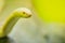 Amazing albino cobra snake in the wild. The monocled cobra (Naja kaouthia), also called monocellate cobra, is a cobra species