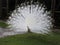 Amazing albino peacock displaying its feathers