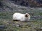 Amazing albino seal-calf of South Georgia amazing creature of Paradise land