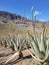 Amazing Aloe vera plantation in Gran Canaria, Spain. Aloe vera plants blooming with yellow flowers in rows in a dry desert area