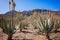 Amazing Aloe vera plantation in Gran Canaria, Spain. Aloe vera plants blooming with yellow flowers in rows in a dry desert area