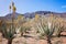 Amazing Aloe vera plantation in Gran Canaria, Spain. Aloe vera plants blooming with yellow flowers in rows in a dry desert area