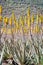 Amazing Aloe vera plantation in Gran Canaria Spain. Aloe vera plants blooming with yellow flowers in rows in a dry desert area.