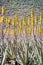 Amazing Aloe vera plantation in Gran Canaria Spain. Aloe vera plants blooming with yellow flowers in rows in a dry desert area.