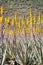 Amazing Aloe vera plantation in Gran Canaria Spain. Aloe vera plants blooming with yellow flowers in rows in a dry desert area.