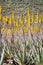 Amazing Aloe vera plantation in Gran Canaria Spain. Aloe vera plants blooming with yellow flowers in rows in a dry desert area.