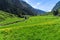 Amazing alpine landscape with bright green meadows and grazing cows. Austria, Tirol, Stillup