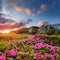 Amazing Alpine Landscape with Pink Rhododendron Flowers and colorful clouds at sunset. Fairytale valley in highlands. Wonderful