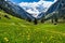 Amazing alpine spring summer landscape with green meadows flowers and snowy peak in the background. Austria, Tirol, Stillup valley