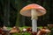 Amazing Amanita muscaria in autumnal forest - poisonous toadstool