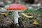 Amazing Amanita muscaria in fall forest - poisonous toadstool