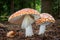 Amazing Amanita muscaria in forest - poisonous toadstool