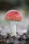 Amazing Amanita muscaria in forest - poisonous toadstool