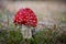 Amazing Amanita muscaria in grass - poisonous toadstool