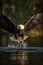 Amazing American Bald Eagle diving close up photo generative AI