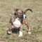 Amazing American Staffordshire Terrier puppy