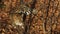 Amazing amur leopard is lying on dried leaves in Primorsky Safari Park, Russia