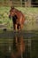 Amazing arabian horse in water