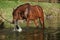 Amazing arabian horse in water