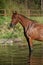 Amazing arabian horse in water