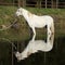 Amazing arabian horse in water