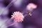 Amazing artistic natural background. Bumblebee flying over fantastic pink dandelion flower. Macro image. Natural background. Purpl