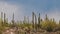 Amazing atmospheric background shot of large Saguaro cactus field on a clear hot sunny day in Arizona desert USA.