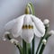 Amazing and attractive image of snowdrop flower AI Generated