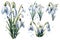 Amazing and attractive image of snowdrop flower AI Generated