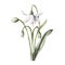 Amazing and attractive image of snowdrop flower AI Generated