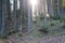 Amazing autumn forest in morning sunlight. Red and yellow leaves on trees in woodland