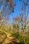 Amazing autumn idyllic dry trees leaves change yellow